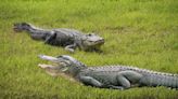 Where the gators are: Florida’s waterways with the most alligators