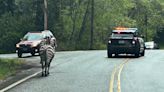 Search expands for runaway zebra after interstate escape near North Bend