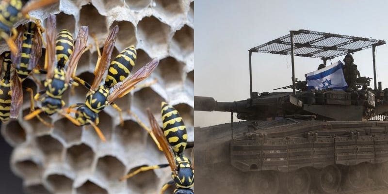 10 Israeli soldiers hospitalized for wasp stings after their tank ran over a swarm's nest in Gaza