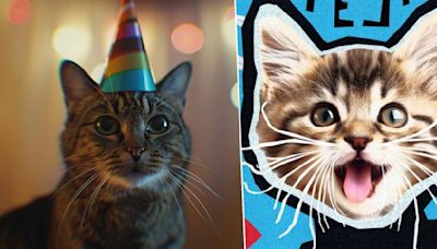 The world's weirdest film festival returns: Welcome to Cat Fest, as curator who watches 15,000 videos a year insists "it's my full time job"