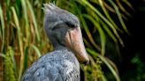 “Boca de ametralladora”: así es el exótico pájaro africano que come cocodrilos y mata a su familia