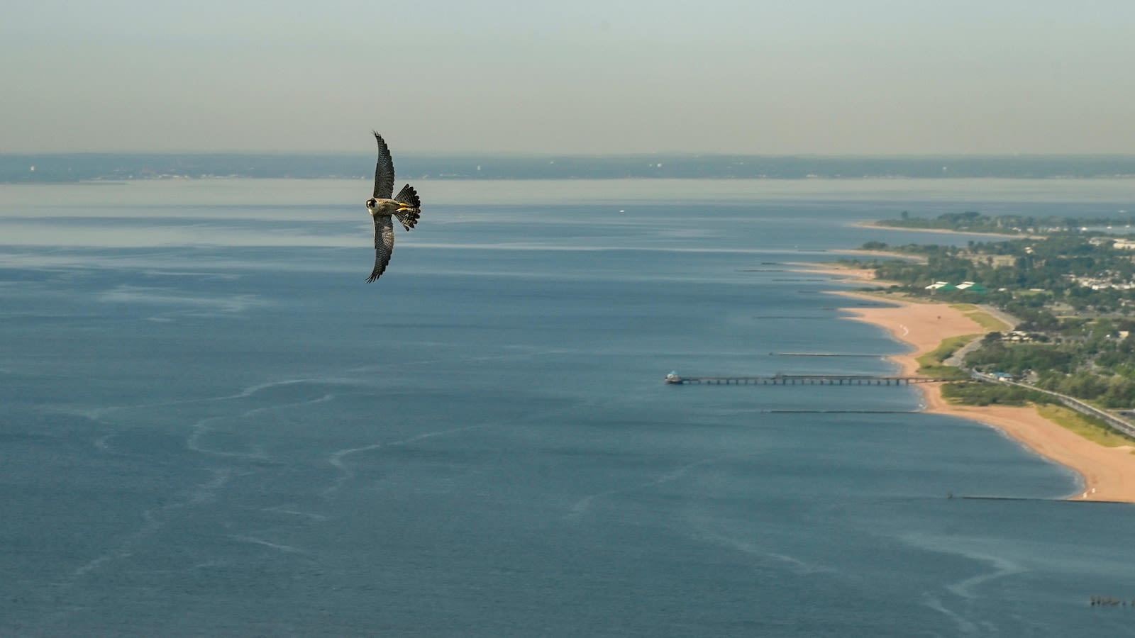 3 falcon chicks hatch atop the Verrazzano-Narrows Bridge in New York City