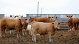 Japan lifts 20-year-old restrictions on Canadian processed beef -Canada farm ministry