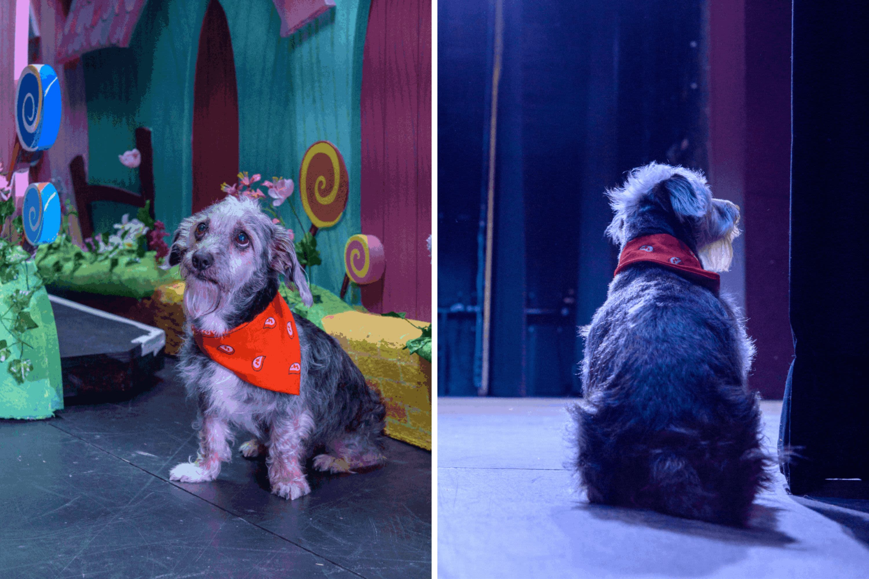 12-year-old rescue dog goes from "cage to stage" as he makes acting debut