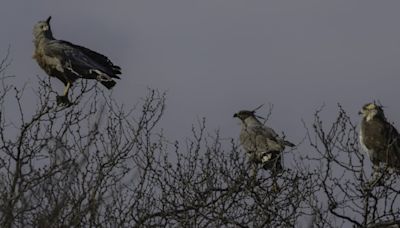 Fotos y video: estaban de vacaciones en Mendoza y se toparon con una especie en peligro de extinción | Sociedad