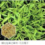 類地毯草種子【草皮種子】愛芬地毯草 25公斤/包  每包25公斤 可播1000平方公尺 (約300坪)