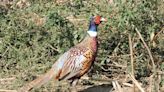 Ohio to release 14,000 birds during pheasant hunting season