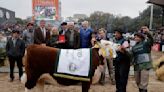 Exposición Rural de Palermo: Hereford eligió a su Gran Campeón Hembra