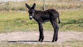 Baby Donkey ‘Helping Dad Make Dinner’ Is Better Than Most Kids