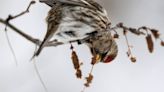 OPINION: Welcoming spring with a redpoll serenade