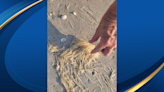 What are the mysterious stringy clumps washing ashore on Collier County beaches?