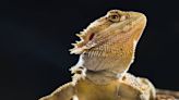 Pet Owner Has the Most Epic Way of Tricking Bearded Dragon Into Eating Veggies