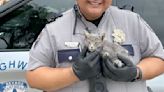 Check Out This Amazing Moment When a State Trooper Saves a Kitten