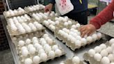 蛋價創近2年低點蛋農釀北上抗議 農業部籲產地汰換寡產母雞
