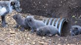 Zoo welcomes Arctic fox cubs for first time