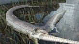 Everglades snake and gator tried to eat each other. They exploded. See what happened