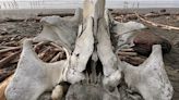 This large, strange bone washed up on a San Francisco beach