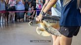 Off to the races: Brevard Zoo releases sea turtle to compete in ‘Tour de Turtles’