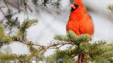 Northern Cardinal