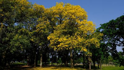 Primavera começa neste domingo; mudança no clima deve ajudar a reduzir o número de queimadas | Brasil | O Dia