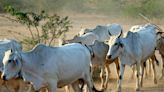 Zebu-Rinder in Hessen vergiftet - fünf Tiere tot