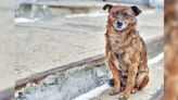 Día Mundial del Perro: una fecha para reflexionar sobre los amigos caninos