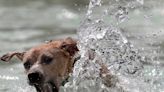 Water might be fun for your dog, but dangers are everywhere. Here are some safety tips