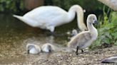 Pellet gun thought to have killed four baby swans