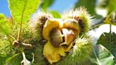 Scrub Hub: What is being done in Indiana to bring back American chestnut trees?