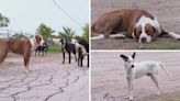 Buscan ayuda: Perros callejeros en Balch Springs enfrentan riesgo de ser sacrificados