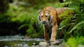 安徽一野生動物園20只東北虎非正常死亡(圖) - 社會百態 -