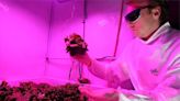 中國將種子送上太空 培育超級農作物