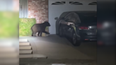 Bear spotted frolicking across driveway in Ventura County neighborhood