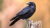Crows can count out loud, startling study reveals