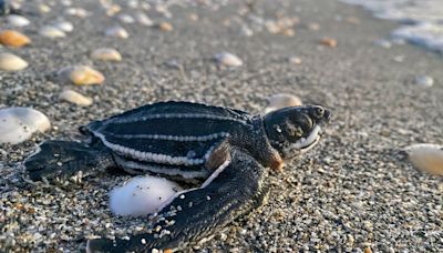 Florida scrambles for solutions to contain ‘wayward’ sea turtles from getting on to commuter road