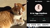 Un grupo de vecinos encontró un gatito callejero en el hall del edificio y tomó una inesperada decisión