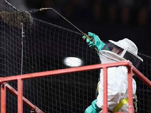 Swarm of bees delays Arizona Diamondbacks vs. Los Angeles game in Arizona. A ‘MVP’ beekeeper came to the rescue | CNN