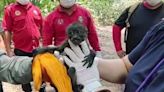 墨西哥受乾旱、熱浪影響 月初至今已逾80隻吼猴脫水亡