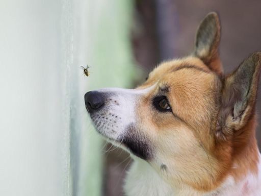 This Morning vet issues warning to dog owners over flying ants this summer