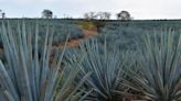 Tequila: Se cumplen 18 años de la inscripción como Patrimonio Mundial del Paisaje Agavero y las Antiguas Instalaciones Industriales