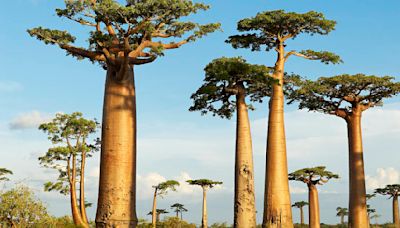 Un estudio científico resuelve el misterio del origen del 'árbol de la vida'