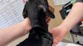 Dachshund dumped in a ditch near Kelowna, found by mountain biker