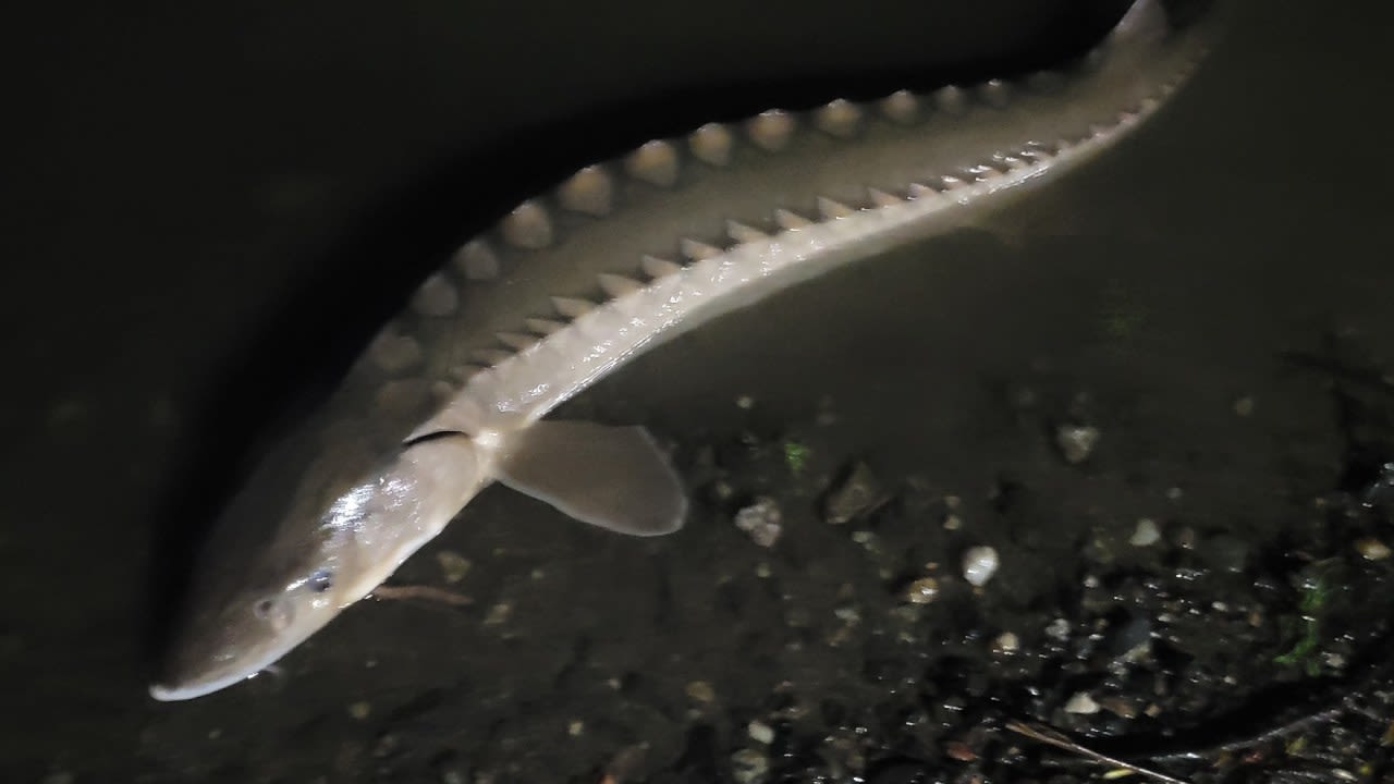 Local fisherman catches prehistoric fish in Connecticut River