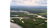 Las grandes ballenas de Sinaloa