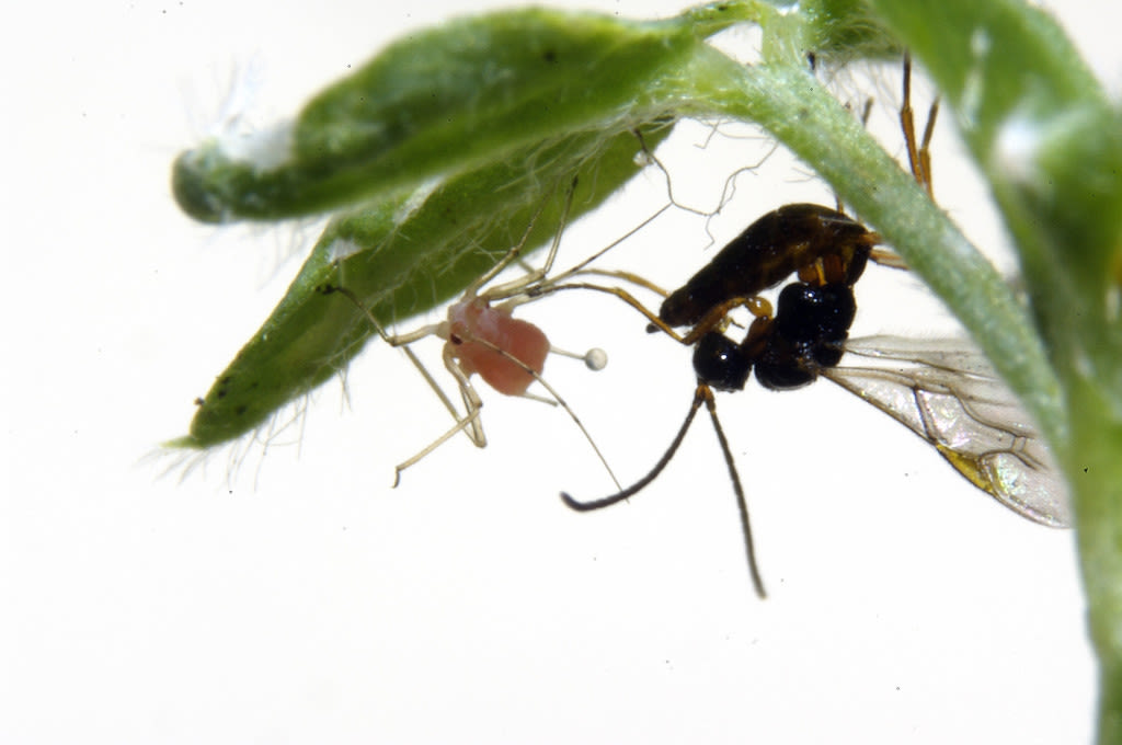 Stability relies on dispersal in parasitic relationship between aphids and wasps.