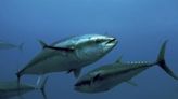 La Audiencia Nacional juzga a la mafia del atún: un 'peligro para la salud pública' que reporta 'cuantiosos' beneficios