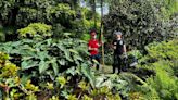 El bosque-jardín de Luarca impresiona al especialista en plantas acuáticas Tomy Escribano: 'Podría decir que tiene 200 años'