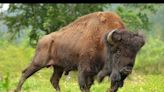 Bison spotted wandering loose on Wisconsin highway