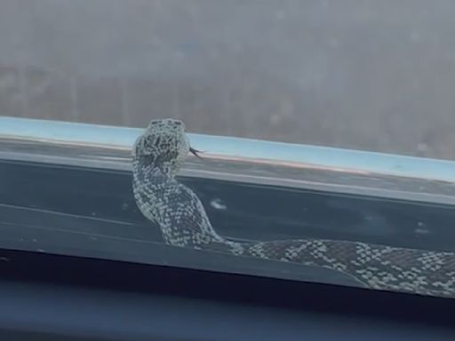 La pareja viajaba en su auto de Queen Creek hacia Mesa cuando apareció una serpiente