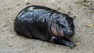 Baby Hippo Whose Name Means 'Bouncy Pig' Doubles Zoo's Visitors and Prompts Safety Warnings